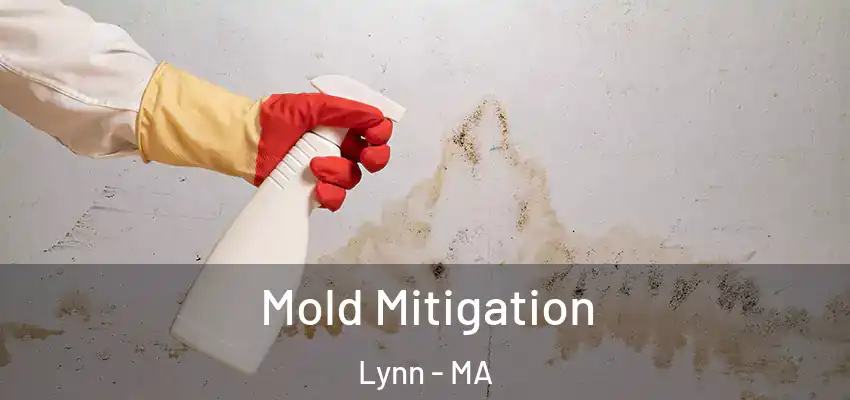  Mold Mitigation Lynn - MA