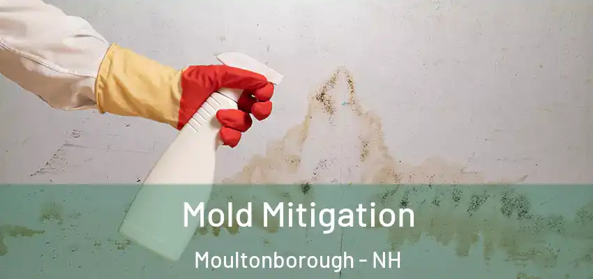 Mold Mitigation Moultonborough - NH