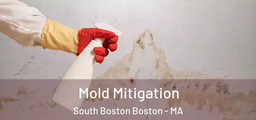 Mold Mitigation South Boston Boston - MA
