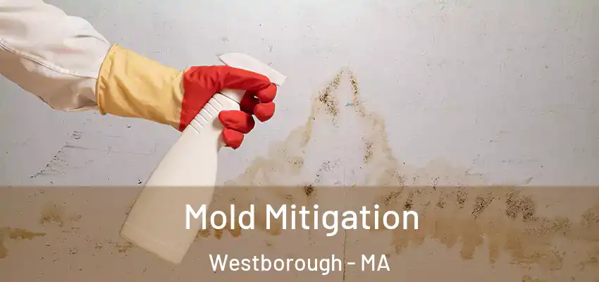 Mold Mitigation Westborough - MA