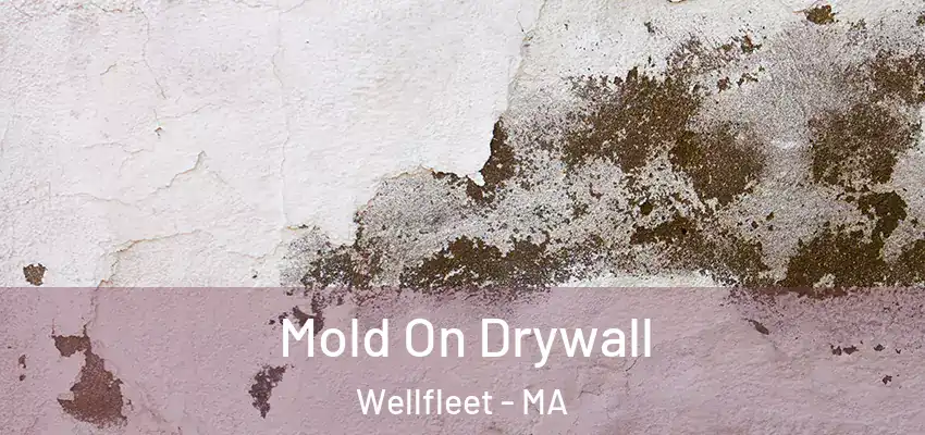 Mold On Drywall Wellfleet - MA