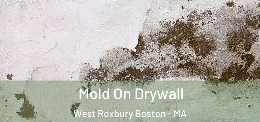  Mold On Drywall West Roxbury Boston - MA