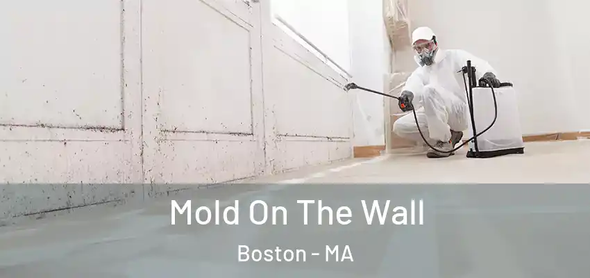 Mold On The Wall Boston - MA