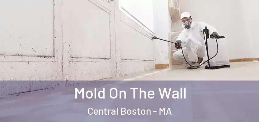  Mold On The Wall Central Boston - MA