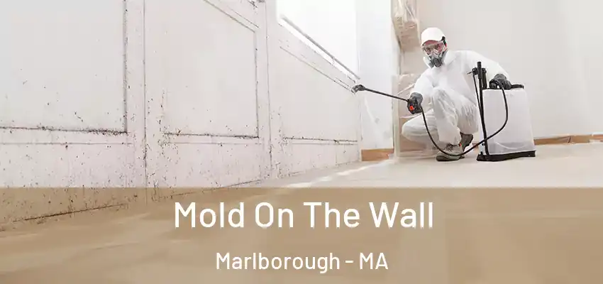 Mold On The Wall Marlborough - MA