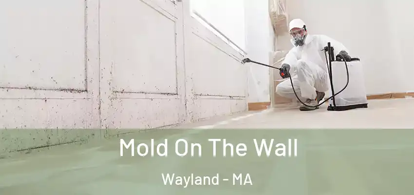  Mold On The Wall Wayland - MA