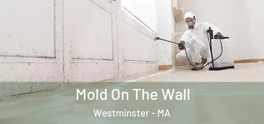  Mold On The Wall Westminster - MA