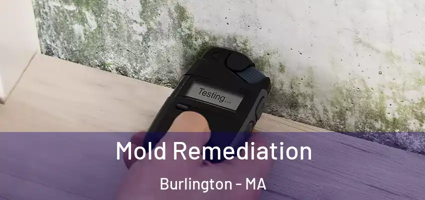 Mold Remediation Burlington - MA