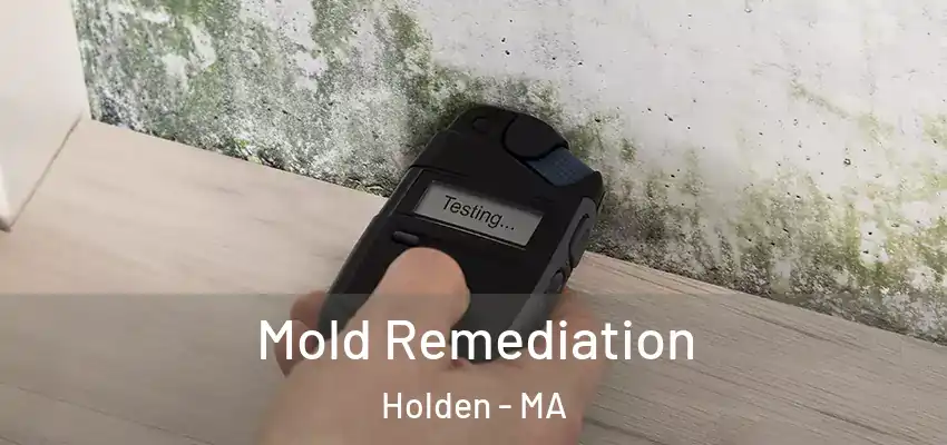  Mold Remediation Holden - MA
