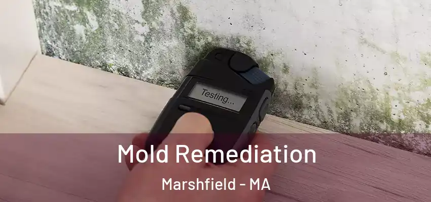  Mold Remediation Marshfield - MA