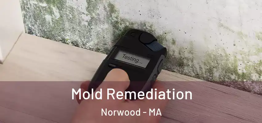  Mold Remediation Norwood - MA