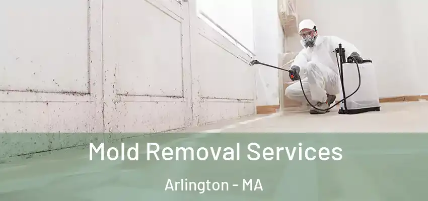 Mold Removal Services Arlington - MA