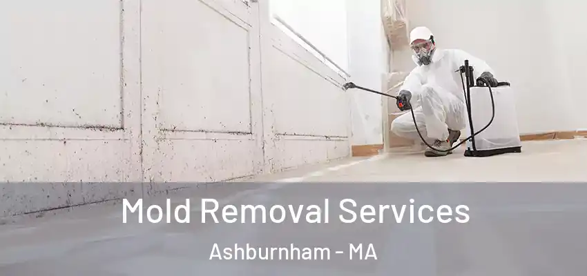 Mold Removal Services Ashburnham - MA