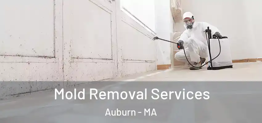 Mold Removal Services Auburn - MA