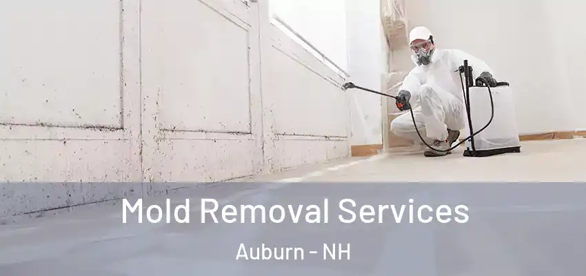 Mold Removal Services Auburn - NH