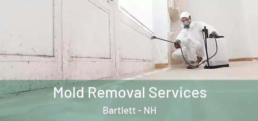Mold Removal Services Bartlett - NH