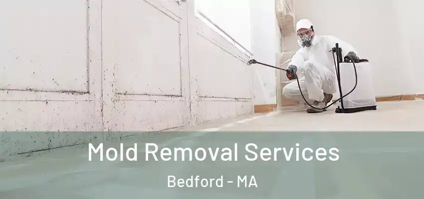  Mold Removal Services Bedford - MA