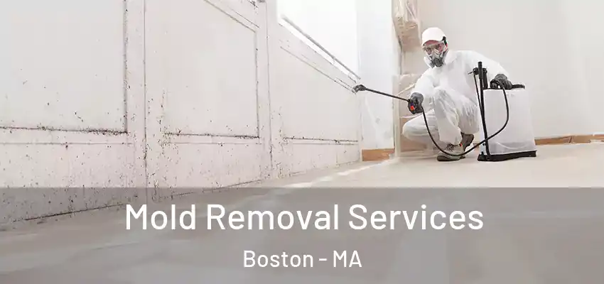 Mold Removal Services Boston - MA