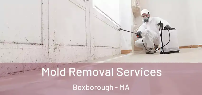 Mold Removal Services Boxborough - MA