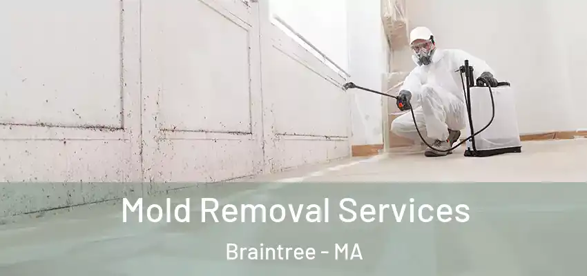 Mold Removal Services Braintree - MA