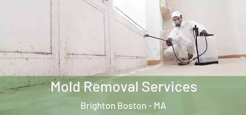  Mold Removal Services Brighton Boston - MA