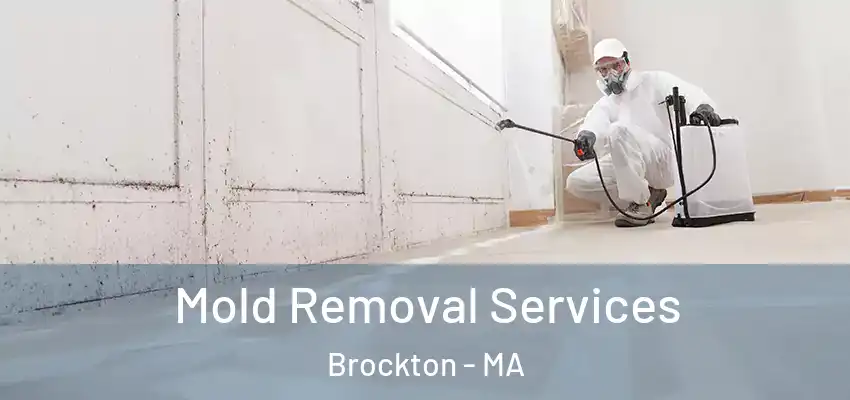  Mold Removal Services Brockton - MA