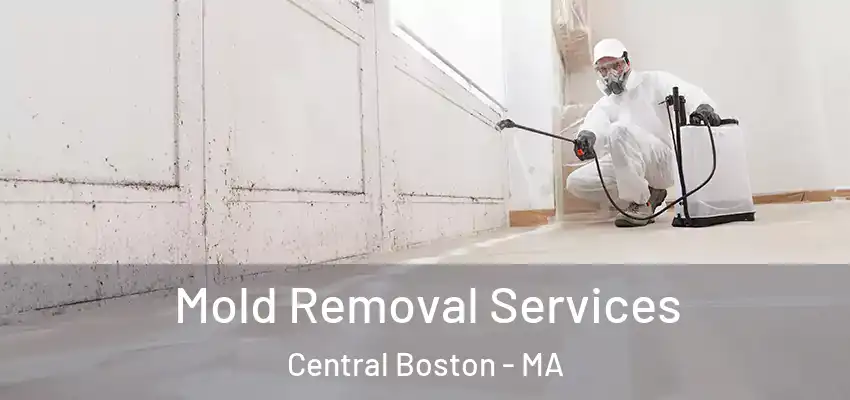  Mold Removal Services Central Boston - MA