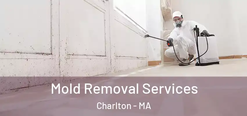 Mold Removal Services Charlton - MA