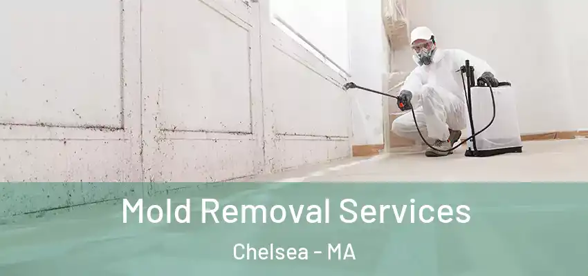  Mold Removal Services Chelsea - MA
