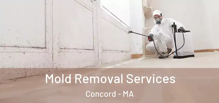 Mold Removal Services Concord - MA