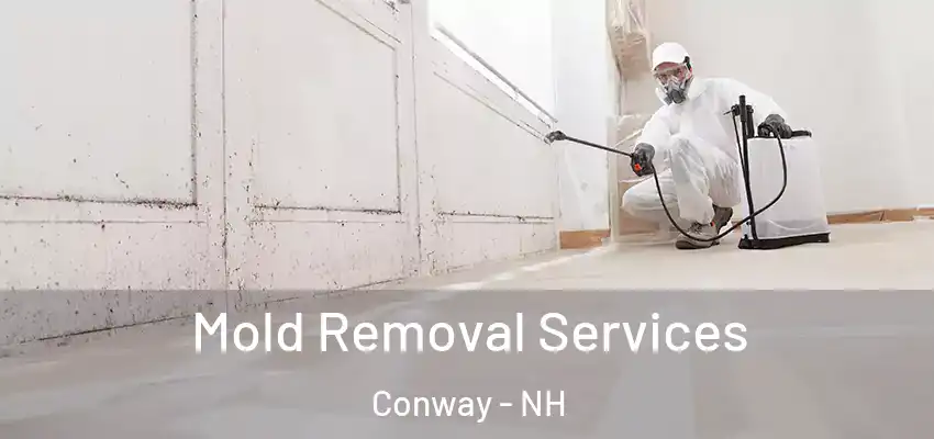 Mold Removal Services Conway - NH