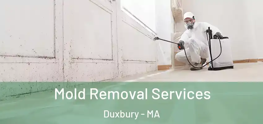  Mold Removal Services Duxbury - MA