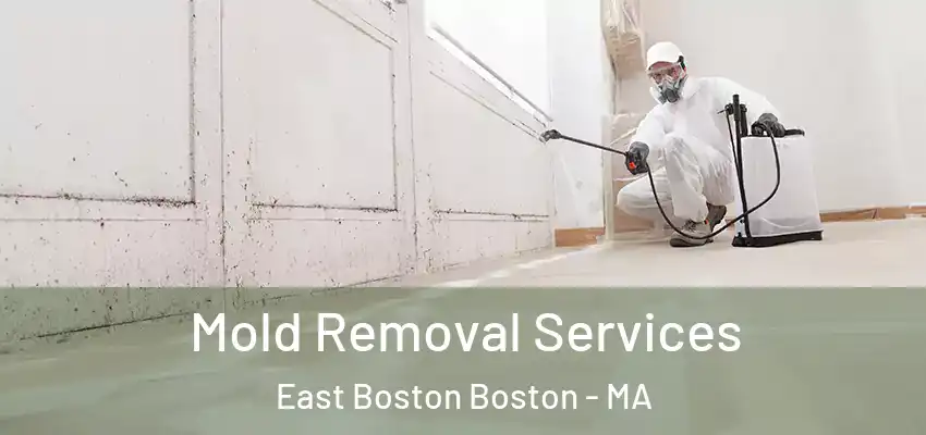  Mold Removal Services East Boston Boston - MA