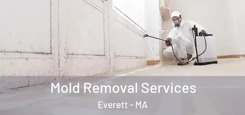 Mold Removal Services Everett - MA