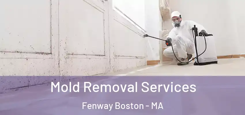  Mold Removal Services Fenway Boston - MA