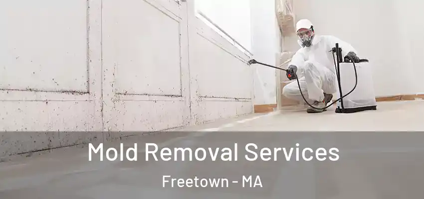  Mold Removal Services Freetown - MA