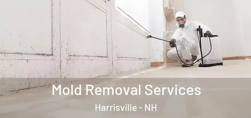 Mold Removal Services Harrisville - NH