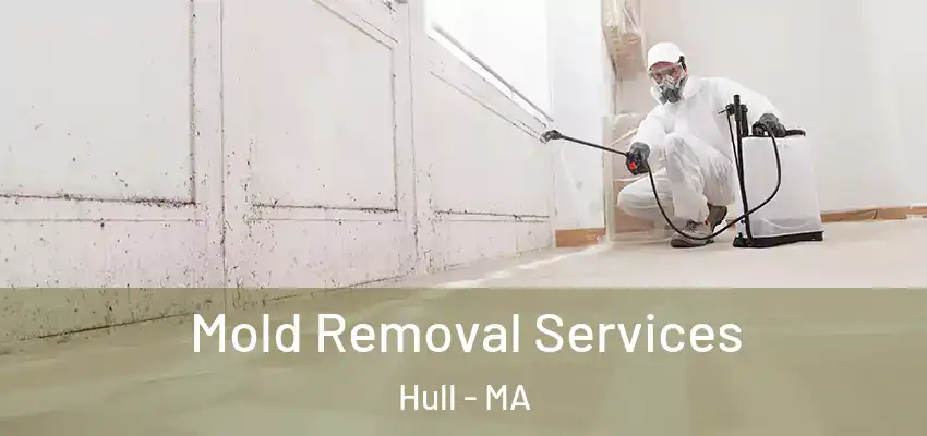  Mold Removal Services Hull - MA