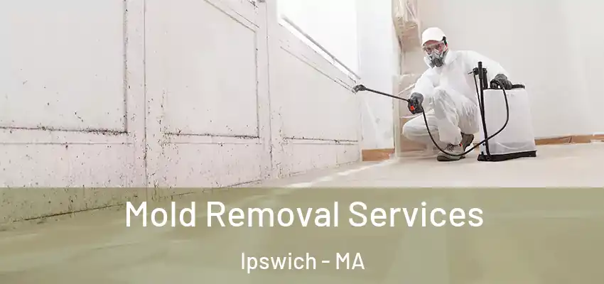  Mold Removal Services Ipswich - MA