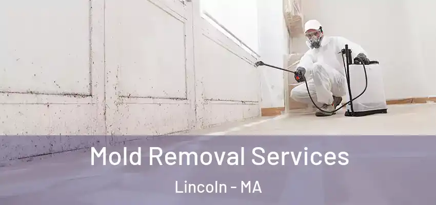  Mold Removal Services Lincoln - MA