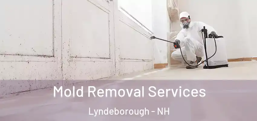  Mold Removal Services Lyndeborough - NH