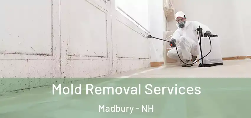 Mold Removal Services Madbury - NH