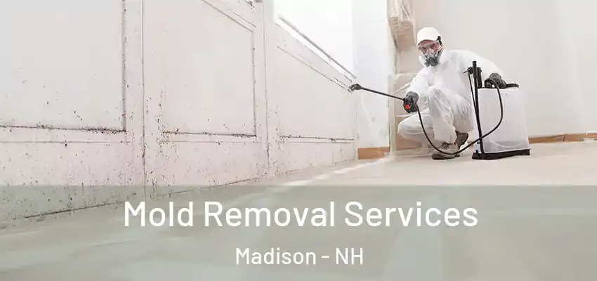 Mold Removal Services Madison - NH