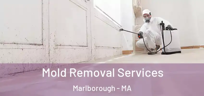 Mold Removal Services Marlborough - MA