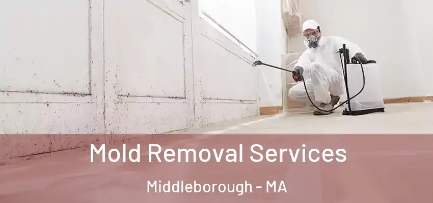  Mold Removal Services Middleborough - MA