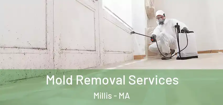  Mold Removal Services Millis - MA