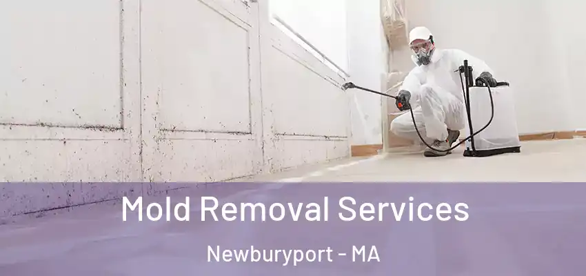  Mold Removal Services Newburyport - MA