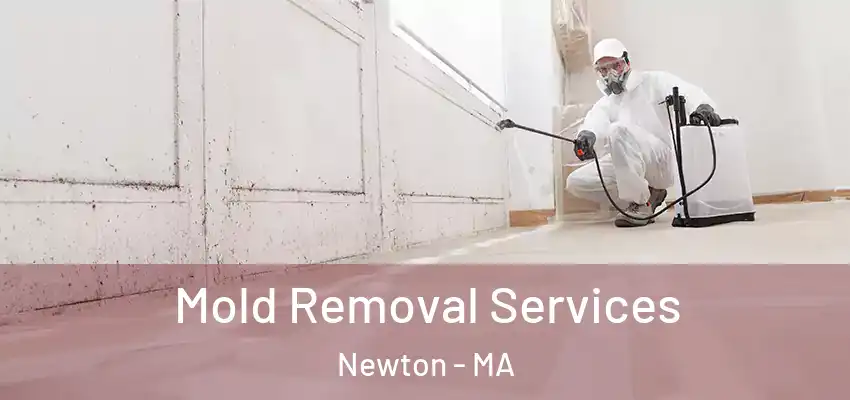  Mold Removal Services Newton - MA