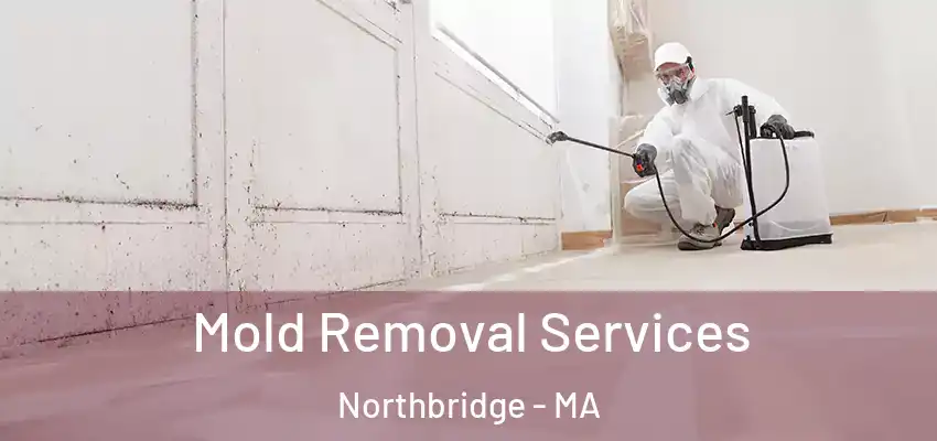 Mold Removal Services Northbridge - MA