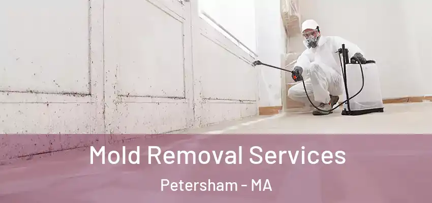 Mold Removal Services Petersham - MA